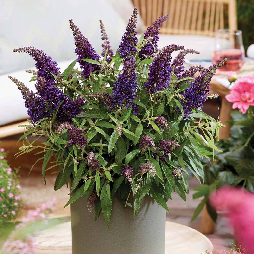 Butterfly Candy® Li'l Grape™ Butterfly Bush
