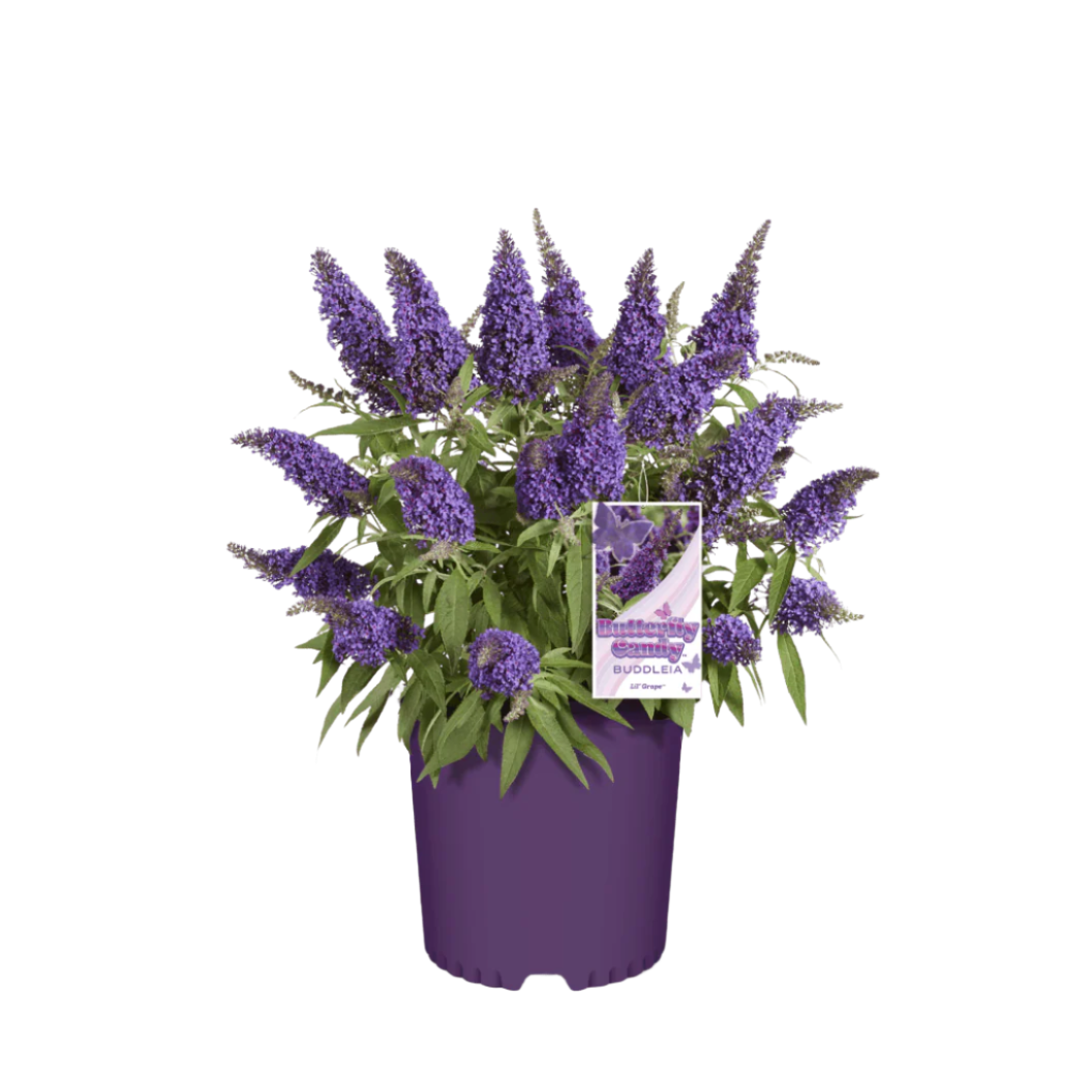 Butterfly Candy® Li'l Grape™ Butterfly Bush - Image 3