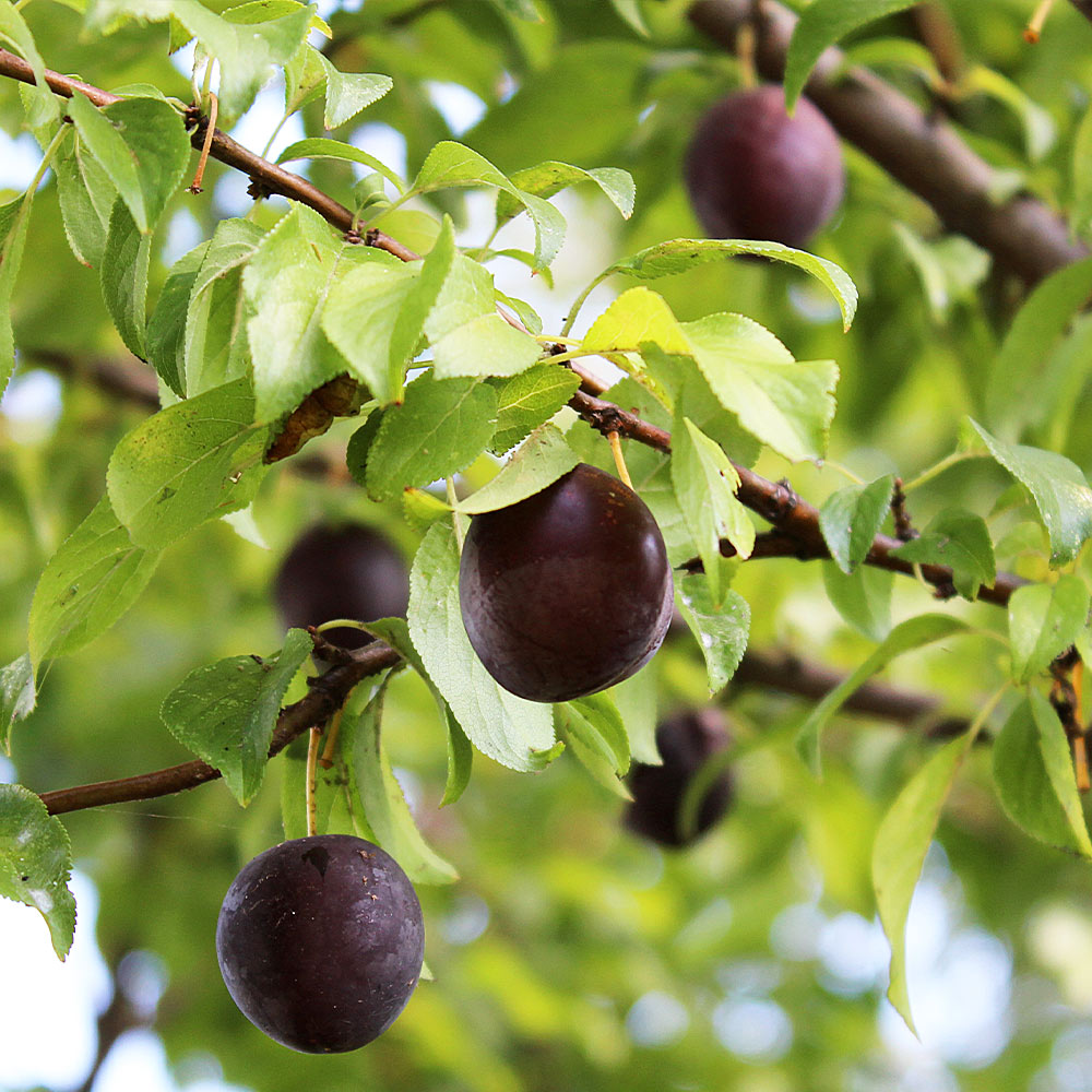 Burgundy Plum Tree - Image 3