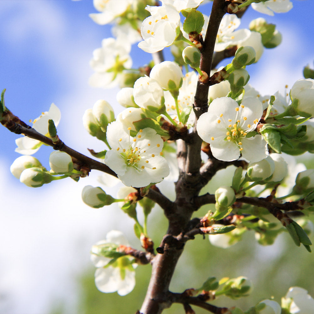 Burgundy Plum Tree - Image 2