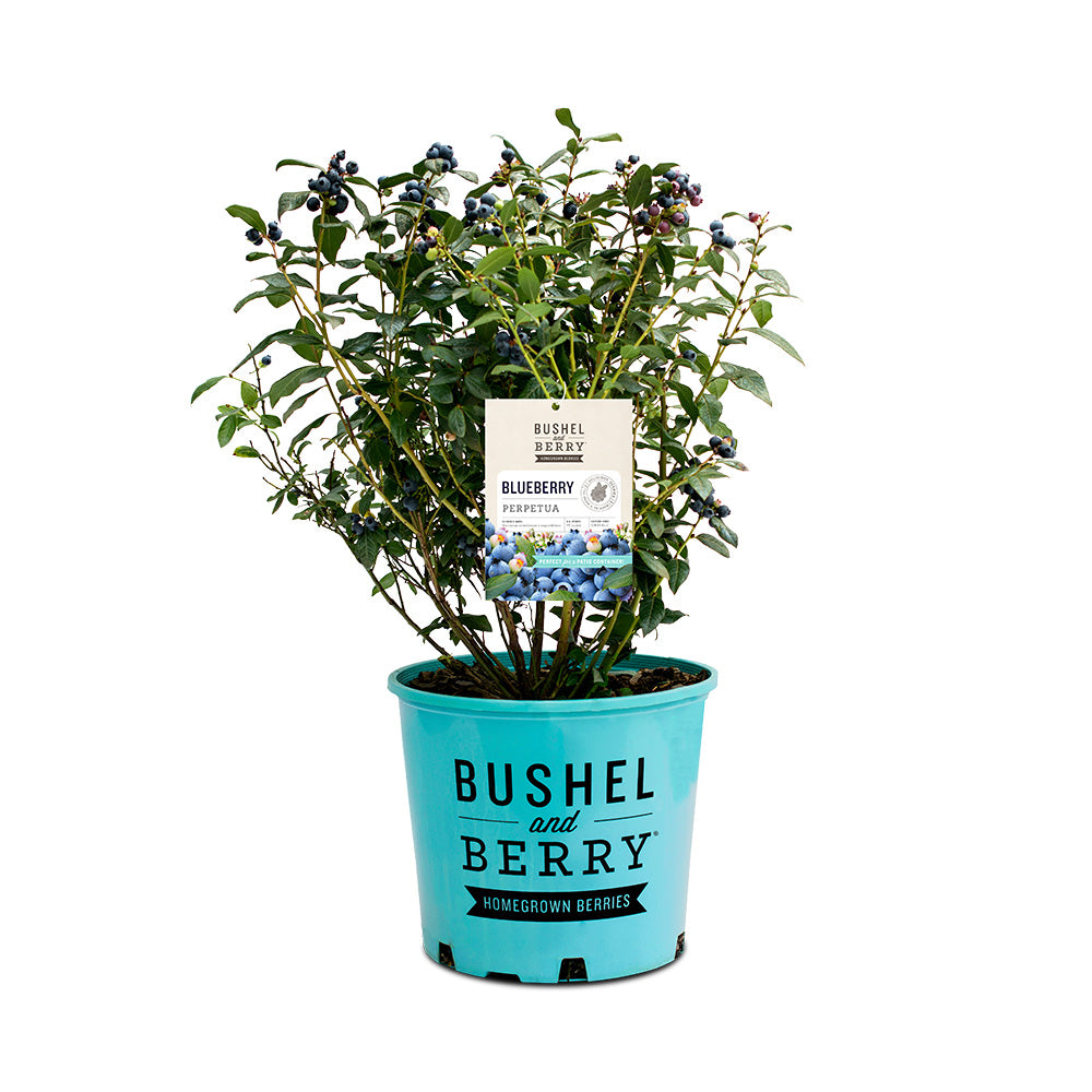 Bushel and Berry® Perpetua Blueberry Bush - Image 5