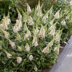 Butterfly Candy® Li'l Coconut Butterfly Bush