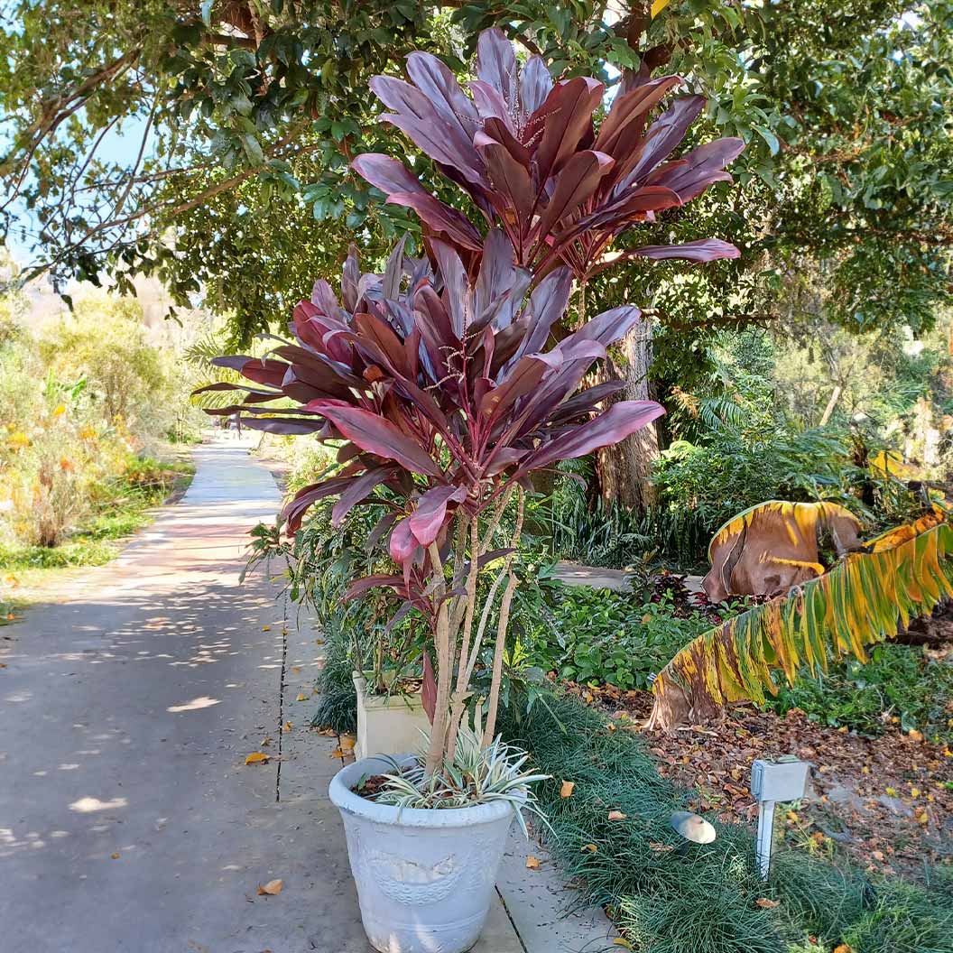Red Sister Cordyline - Image 4