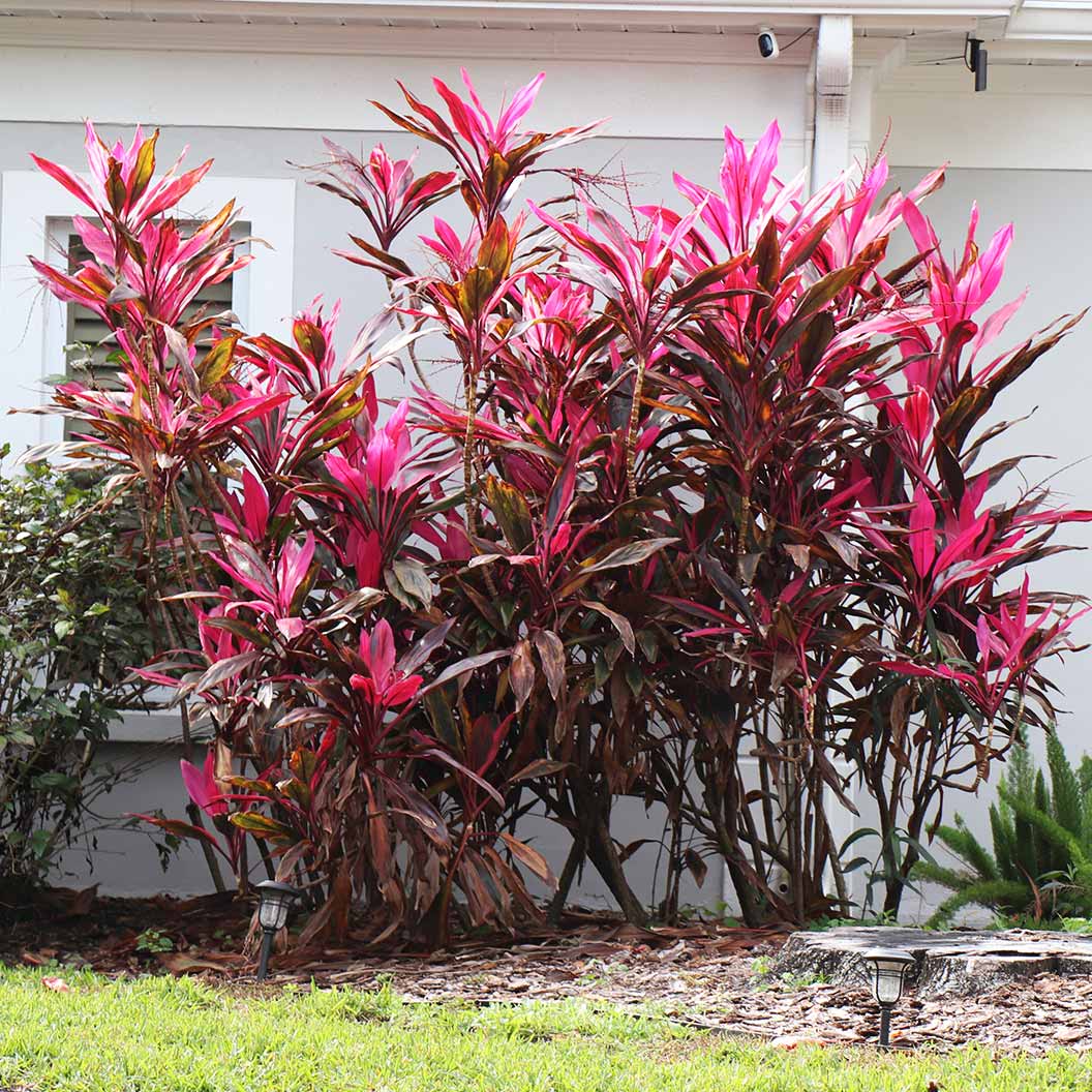 Red Sister Cordyline - Image 3