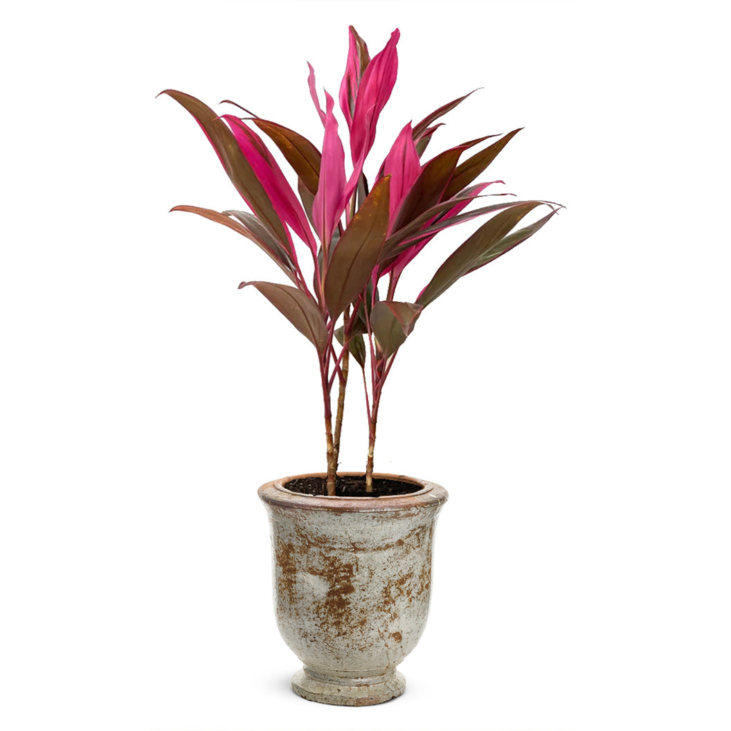 Red Sister Cordyline - Image 5