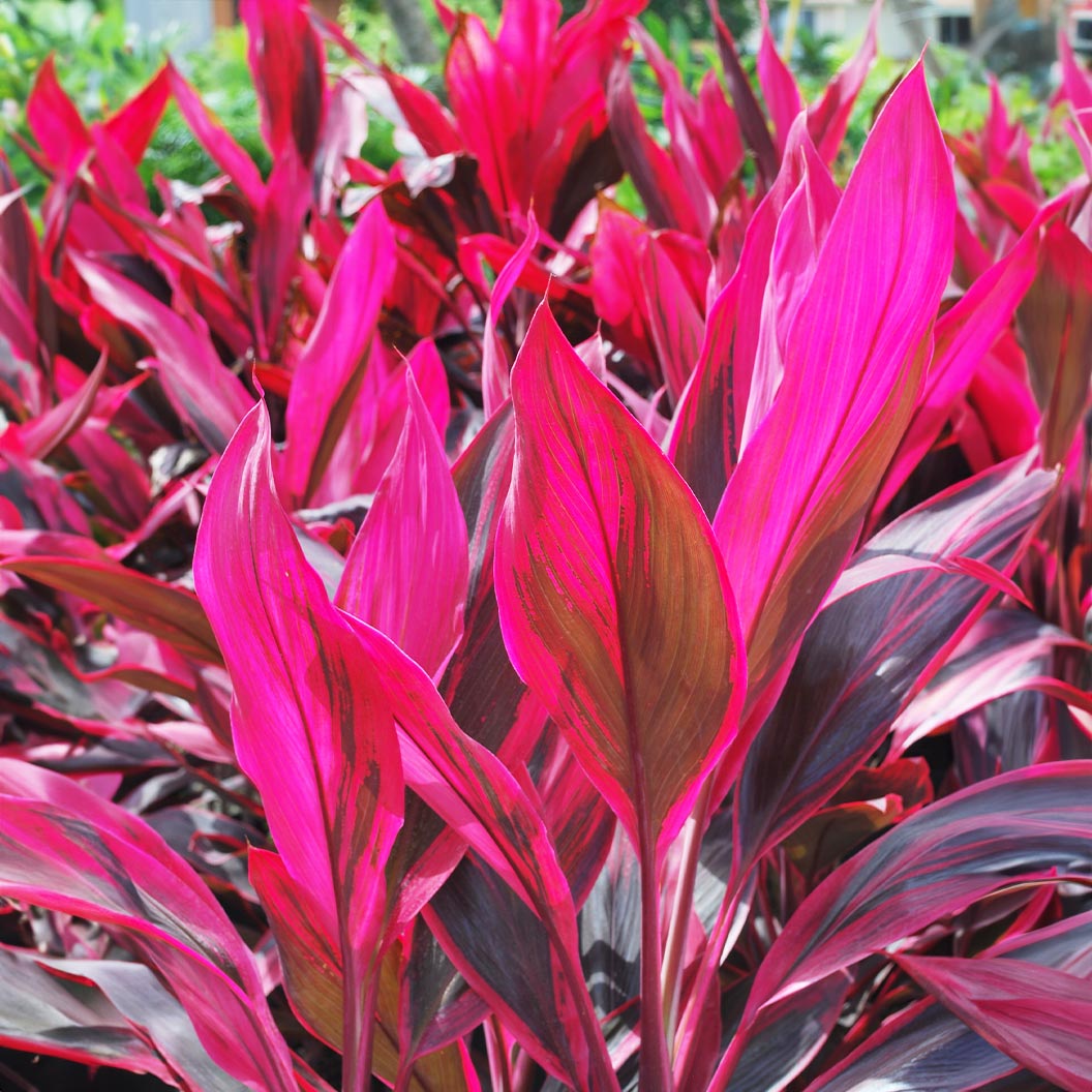 Red Sister Cordyline - Image 2