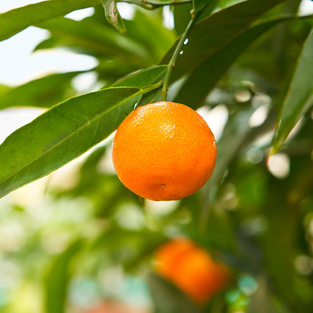 California Honey Mandarin Tree - Image 2