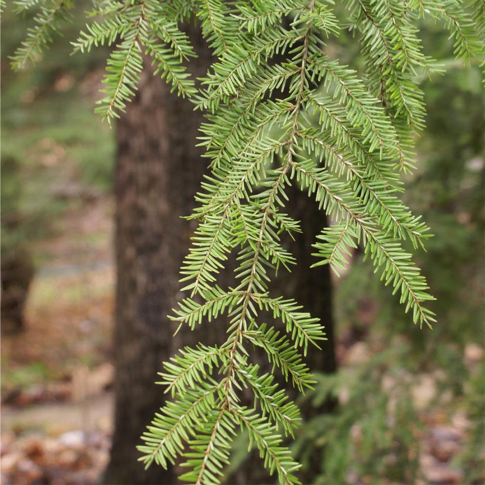 Canadian Hemlock Tree - Image 3
