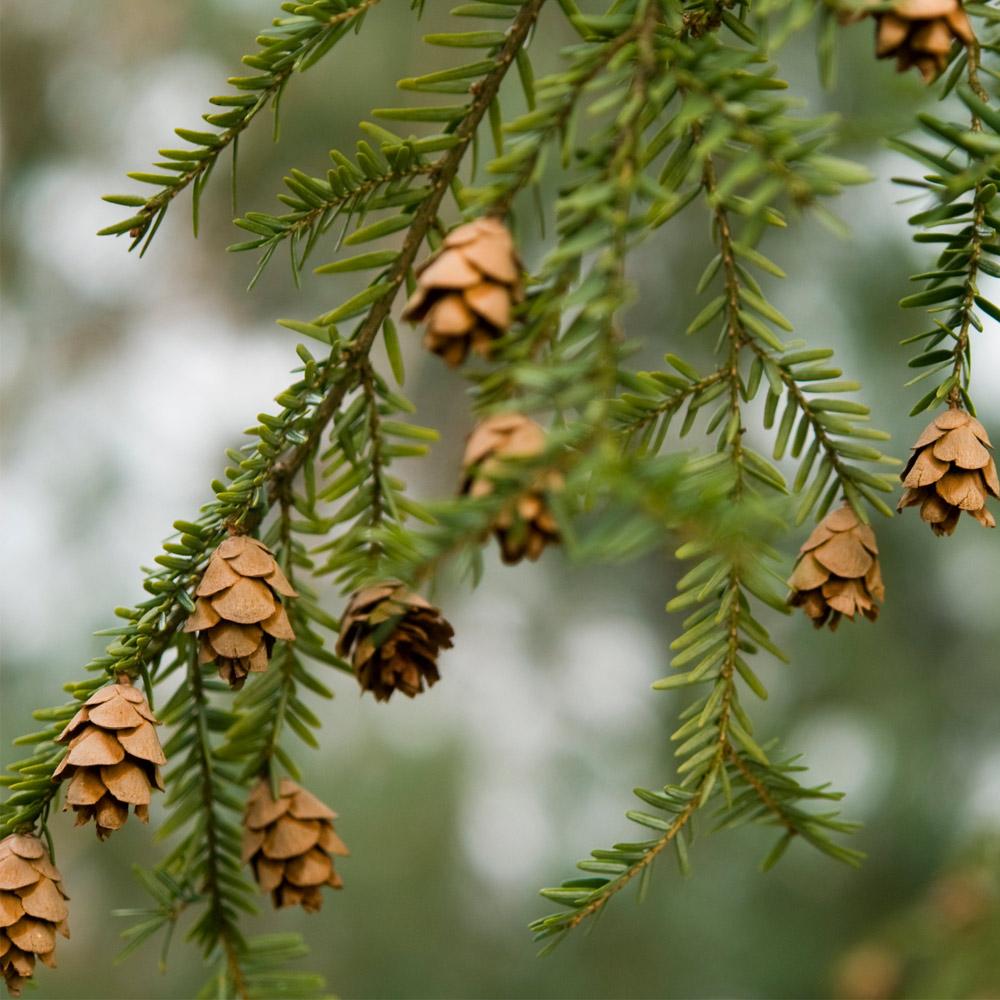 Canadian Hemlock Tree - Image 2