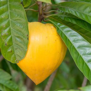 Canistel Eggfruit Tree