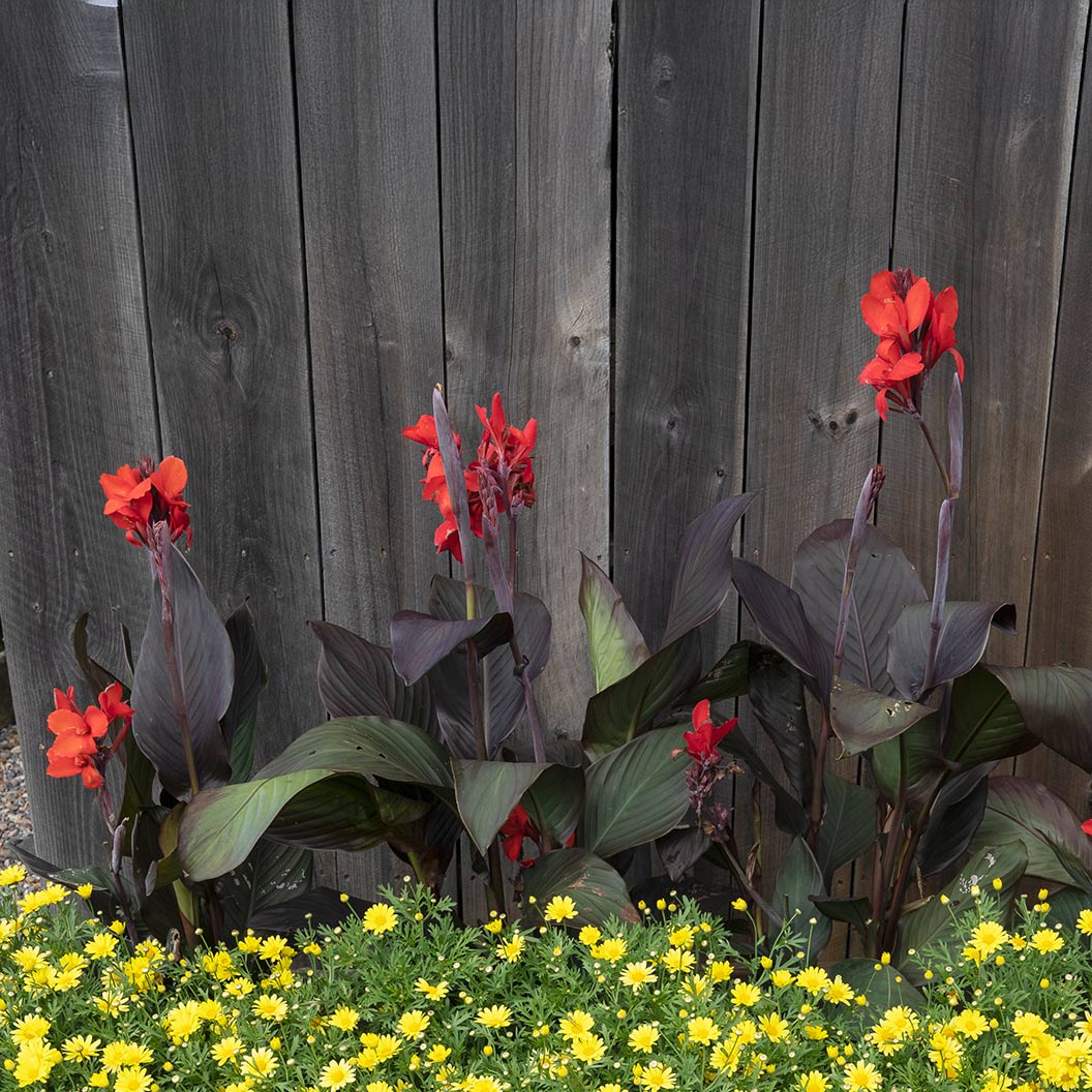Canna Cannova® ‘Bronze Scarlet’ Lily Plant - Image 2