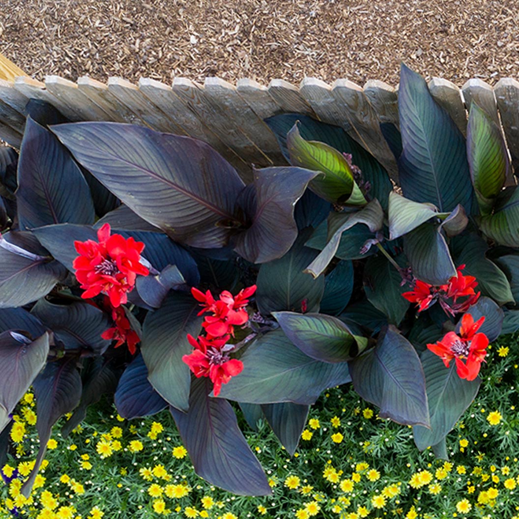 Canna Cannova® ‘Bronze Scarlet’ Lily Plant - Image 3