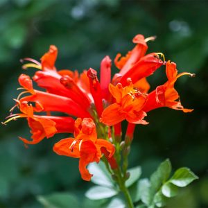 Cape Honeysuckle Vine
