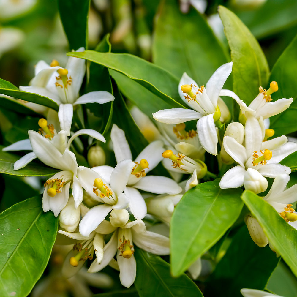 Cara Cara Orange Tree - Image 3