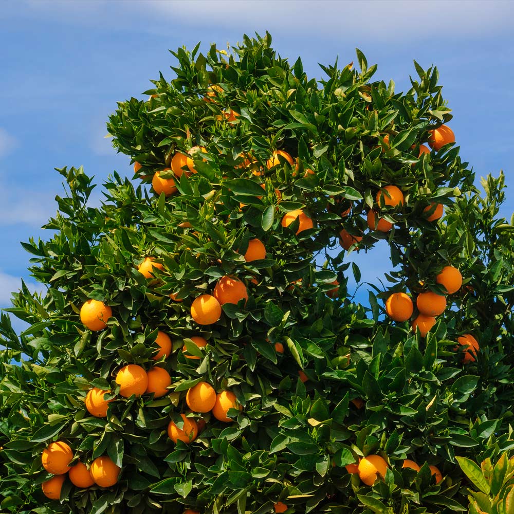 Cara Cara Orange Tree - Image 6