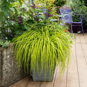 EverColor® Everillo Carex Sedge