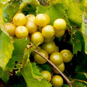 Carlos Muscadine Grape