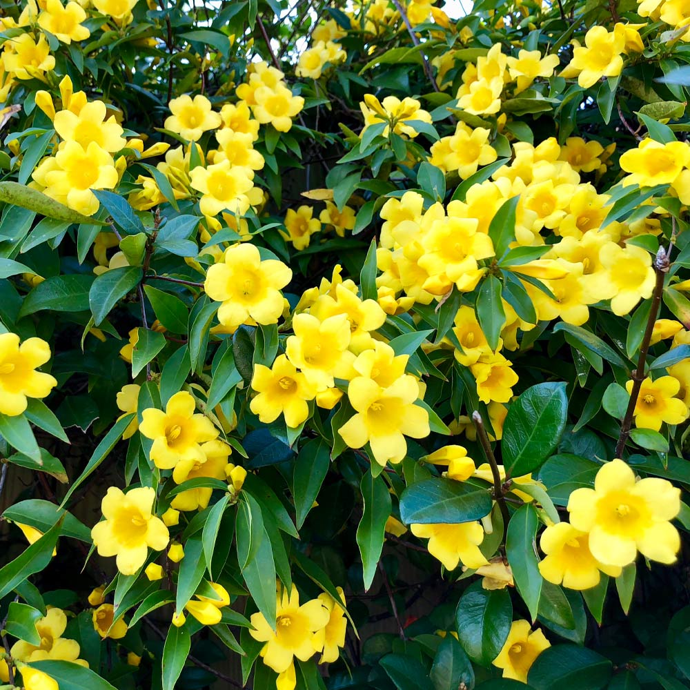 Carolina Jasmine - Image 2
