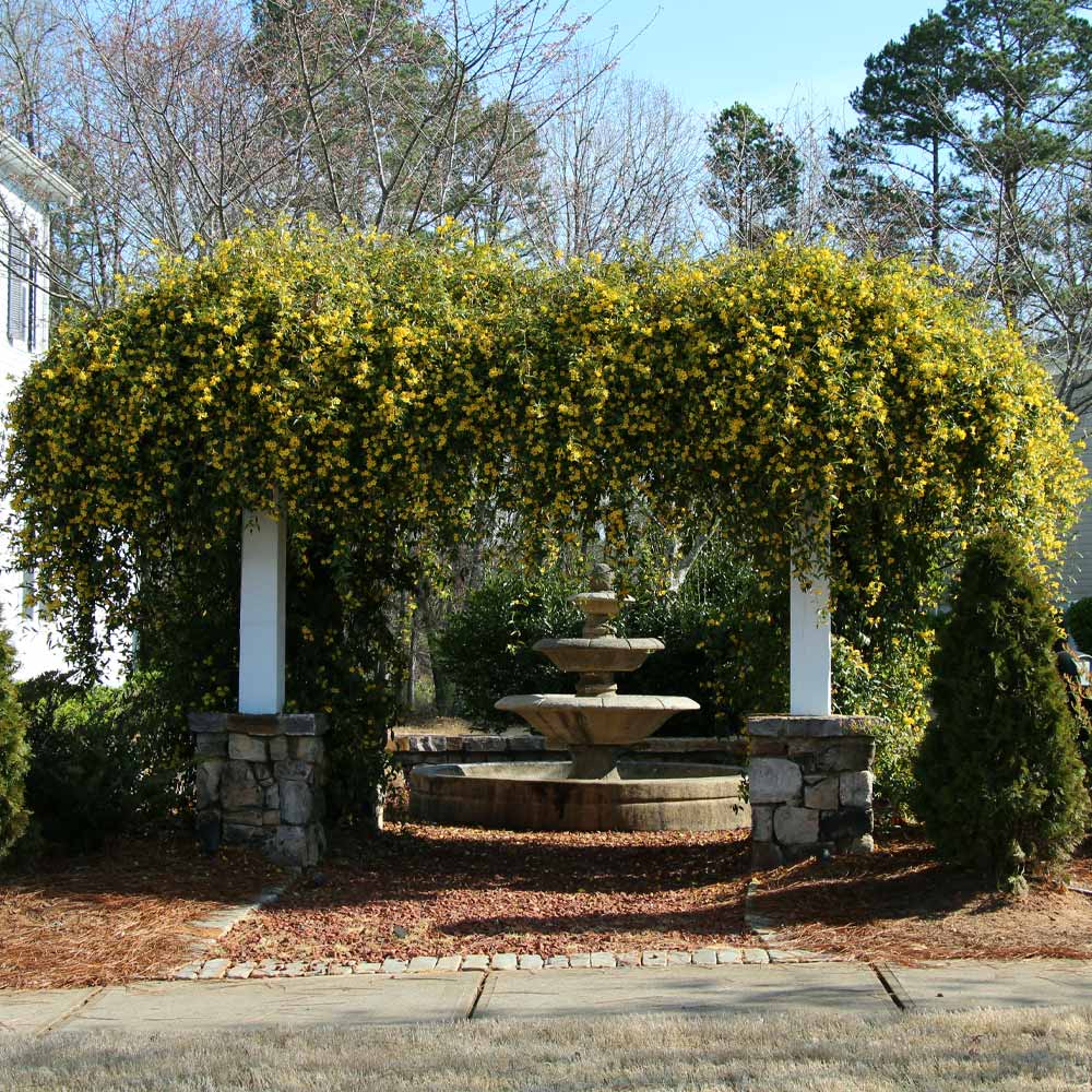 Carolina Jasmine - Image 3