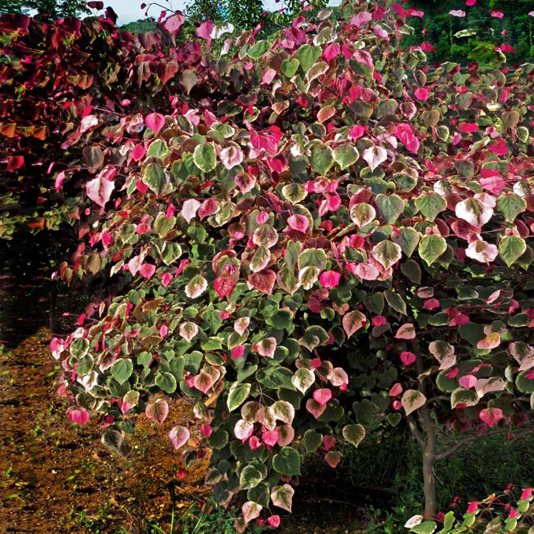 Bloomables® Carolina Sweetheart® Redbud Tree - Image 2