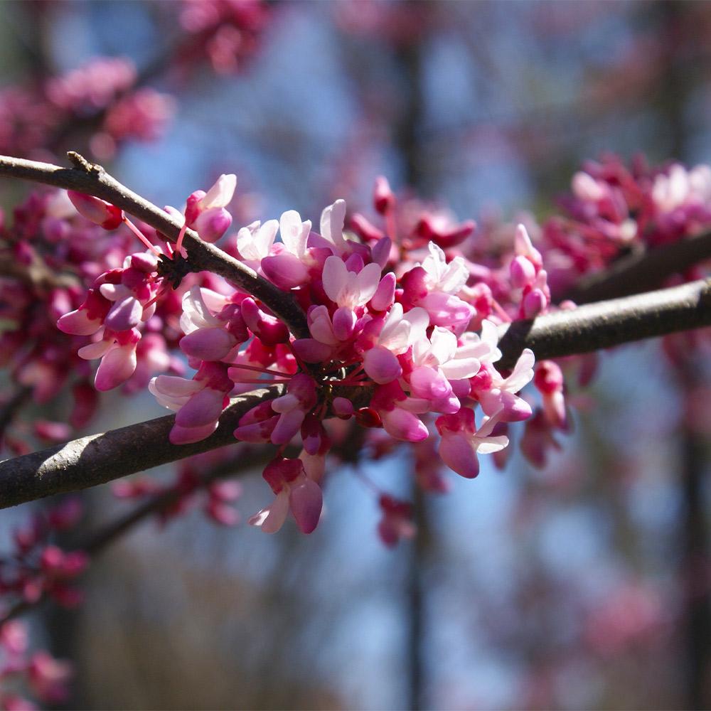 Bloomables® Carolina Sweetheart® Redbud Tree - Image 3