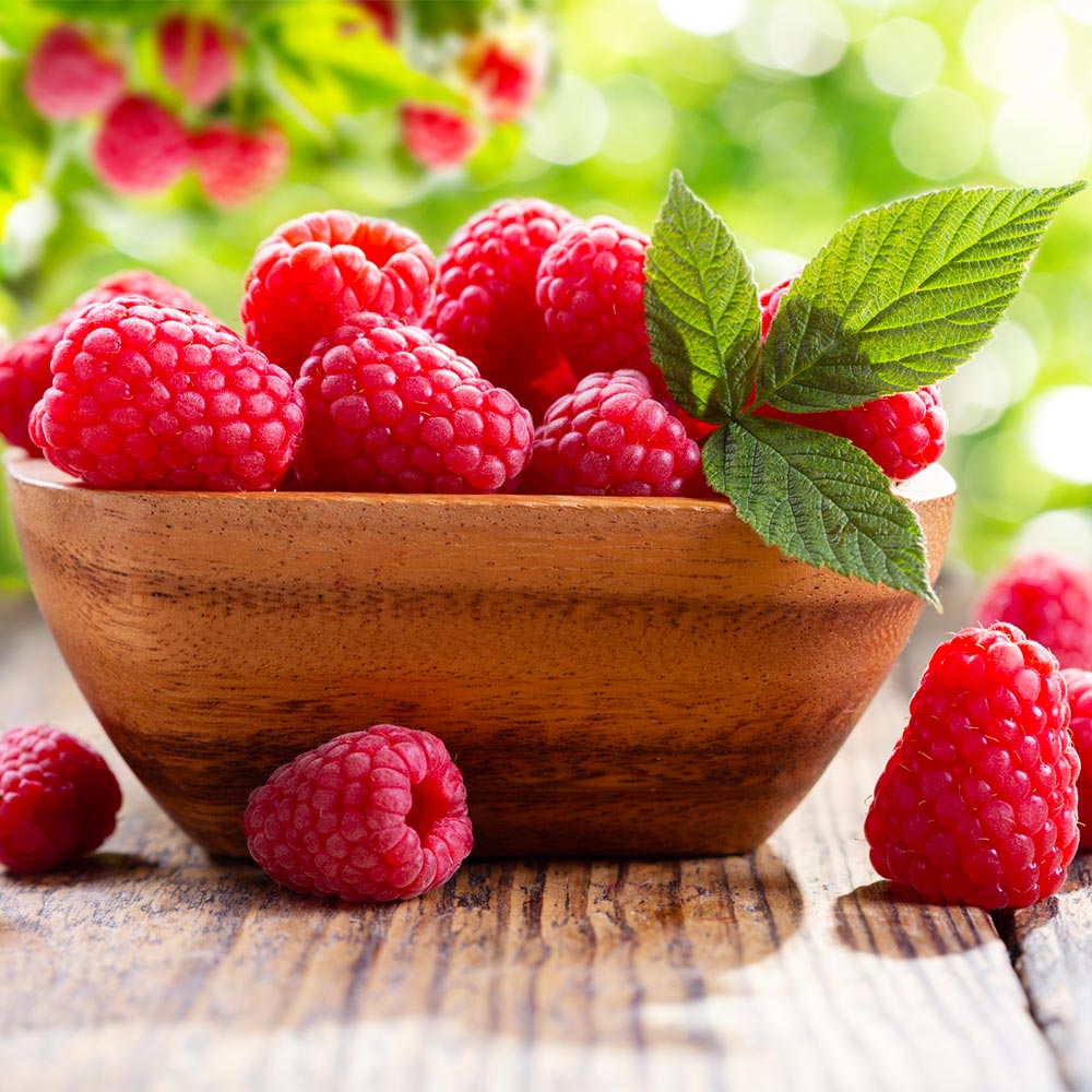 Caroline Raspberry Bush - USDA Organic - Image 2