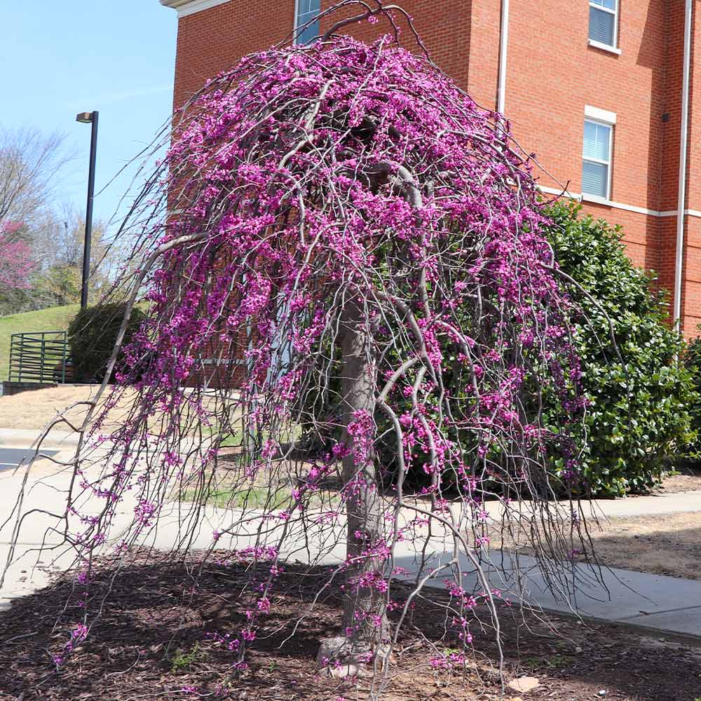 Cascading Hearts Redbud Tree - Image 2