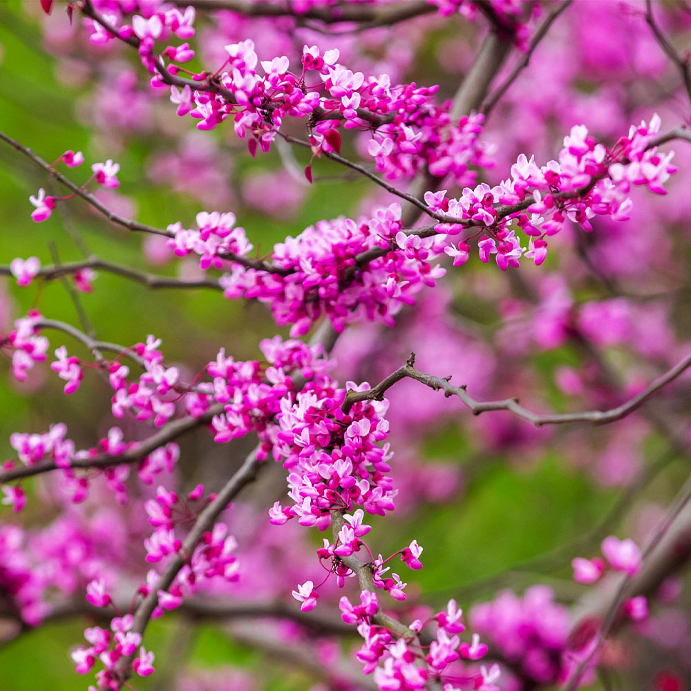 Cascading Hearts Redbud Tree - Image 4