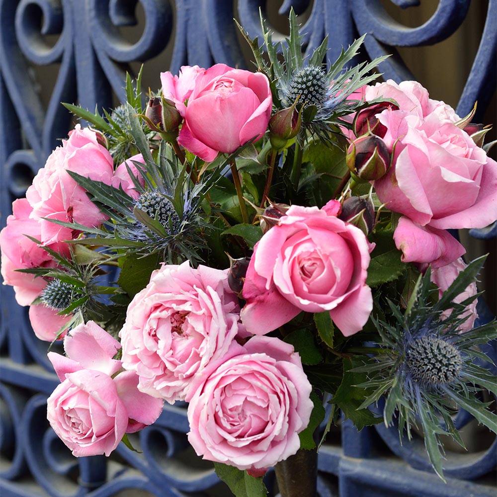 Cathedral Bells® Rose Shrub - Image 2