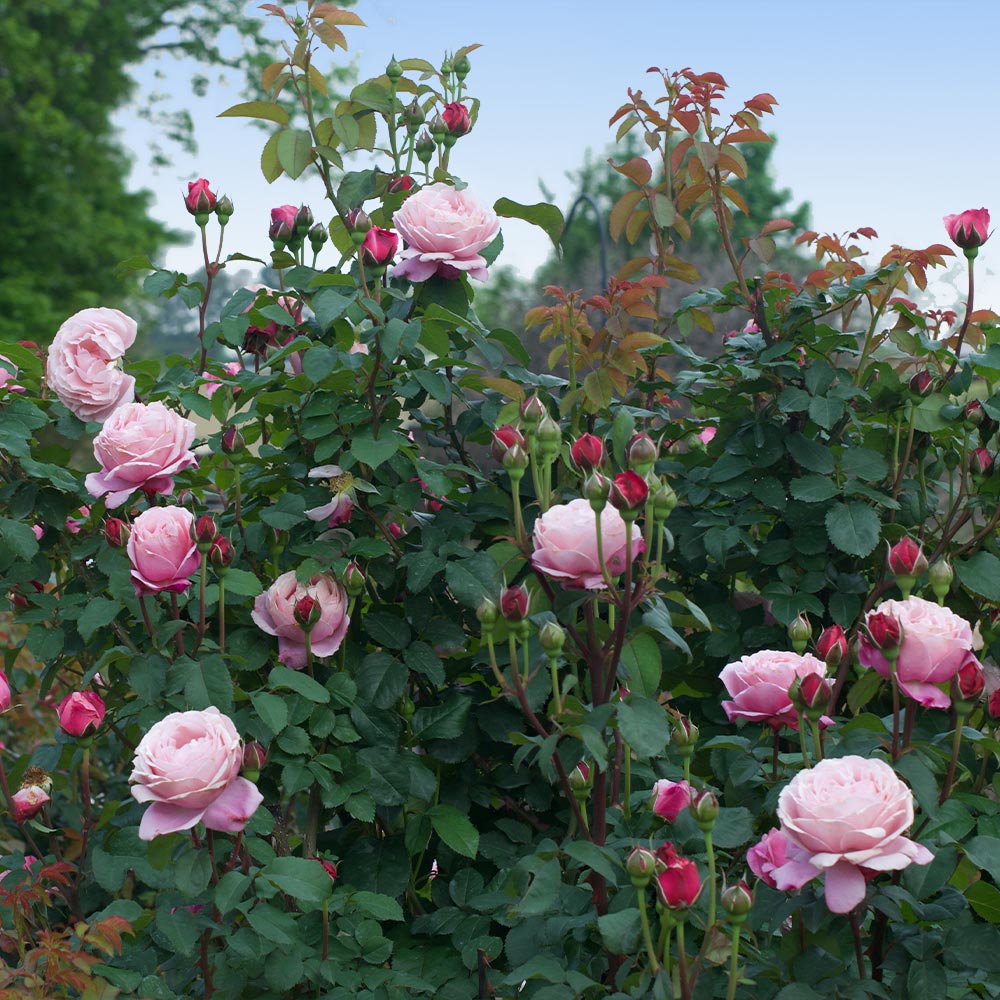 Cathedral Bells® Rose Shrub - Image 3