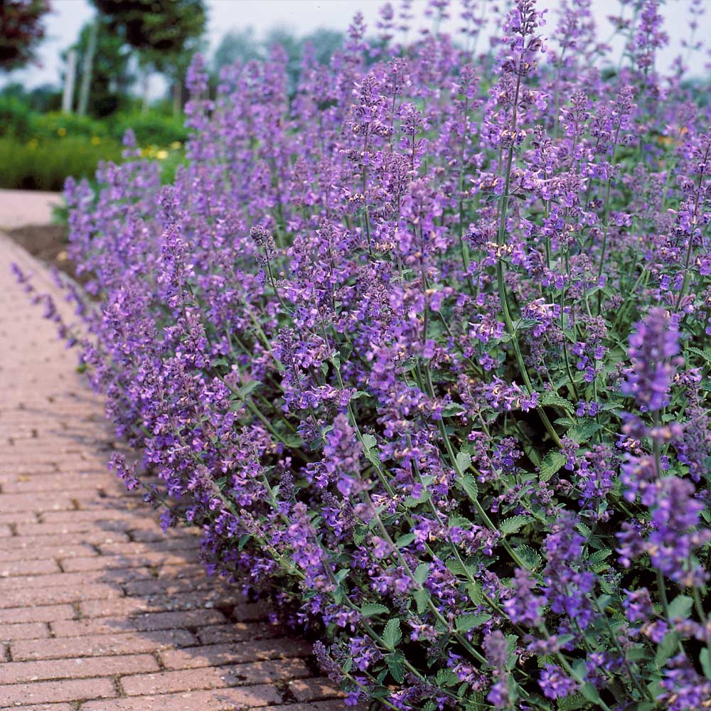Walker's Low Nepeta Catmint Plant - Image 2