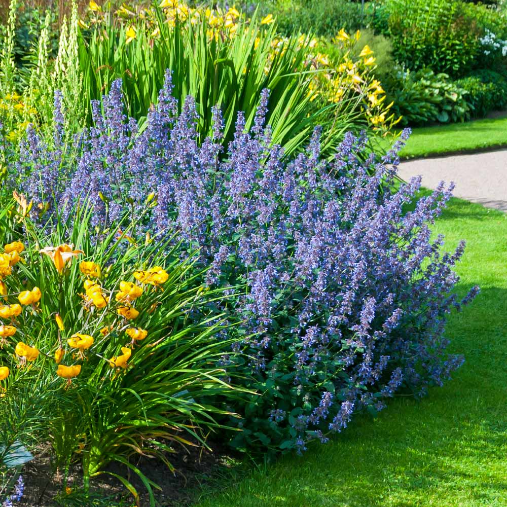 Walker's Low Nepeta Catmint Plant - Image 3