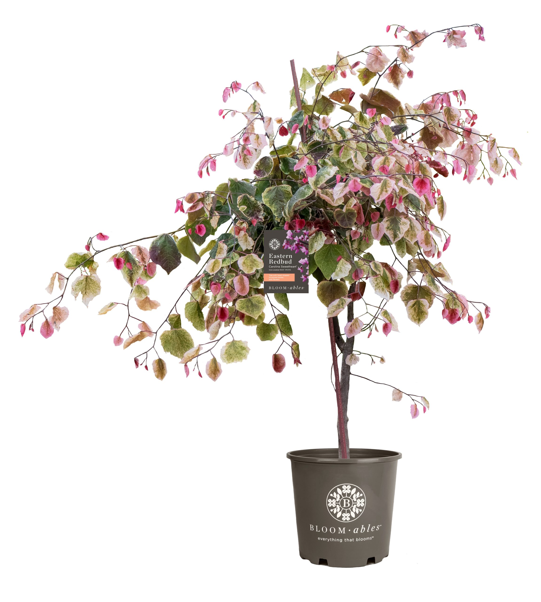 Bloomables® Carolina Sweetheart® Redbud Tree - Image 5