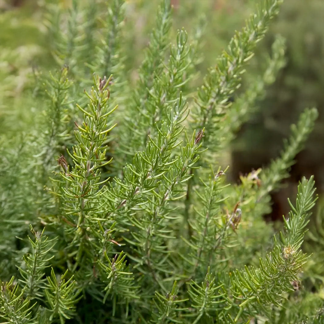 Southern Living® Chef's Choice® Rosemary Plant - Image 2