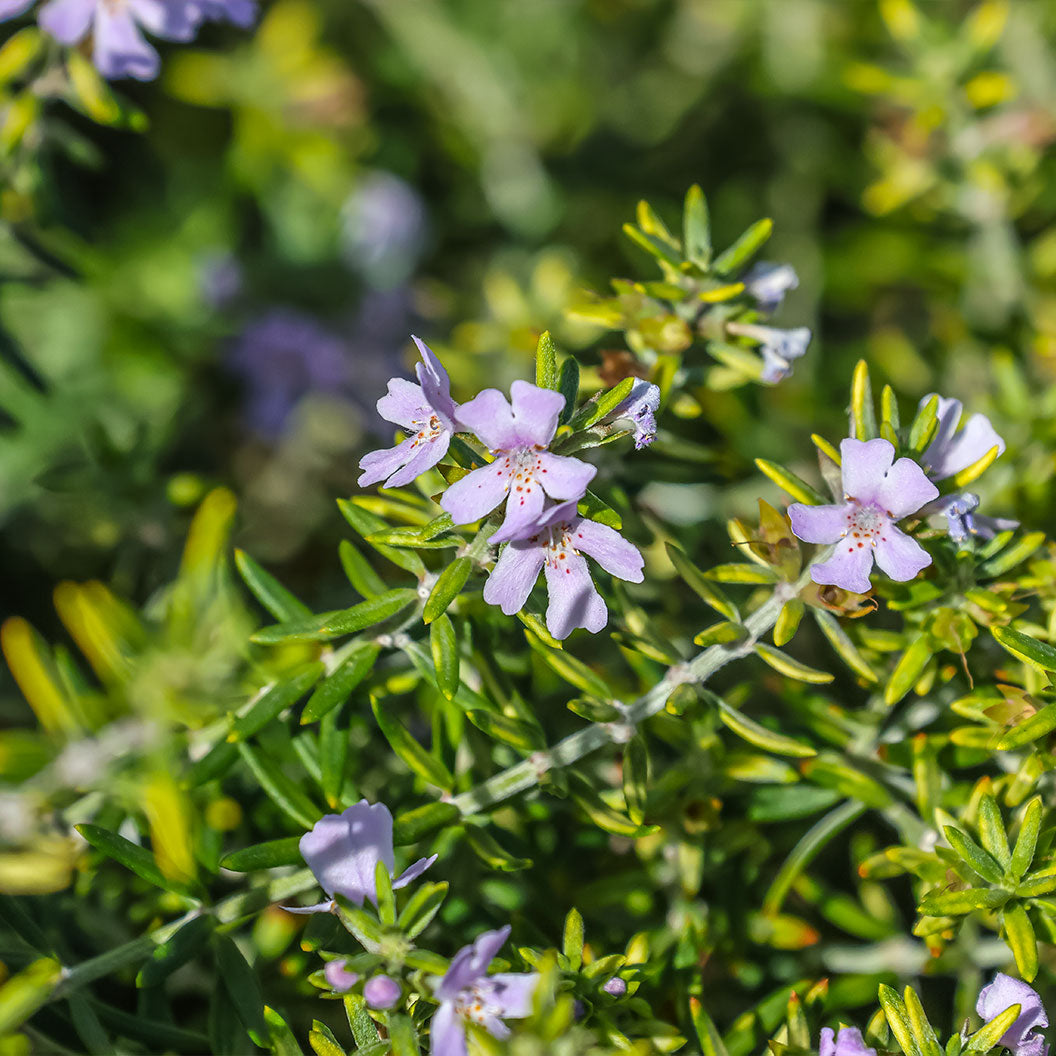 Southern Living® Chef's Choice® Rosemary Plant - Image 3