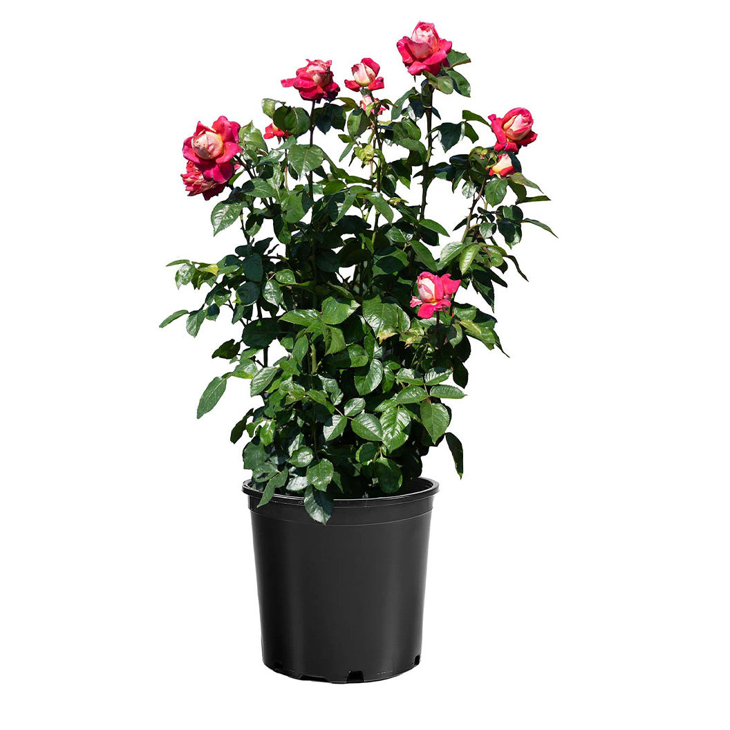 Bloomables® Cherries & Champagne™ Rose - Image 4