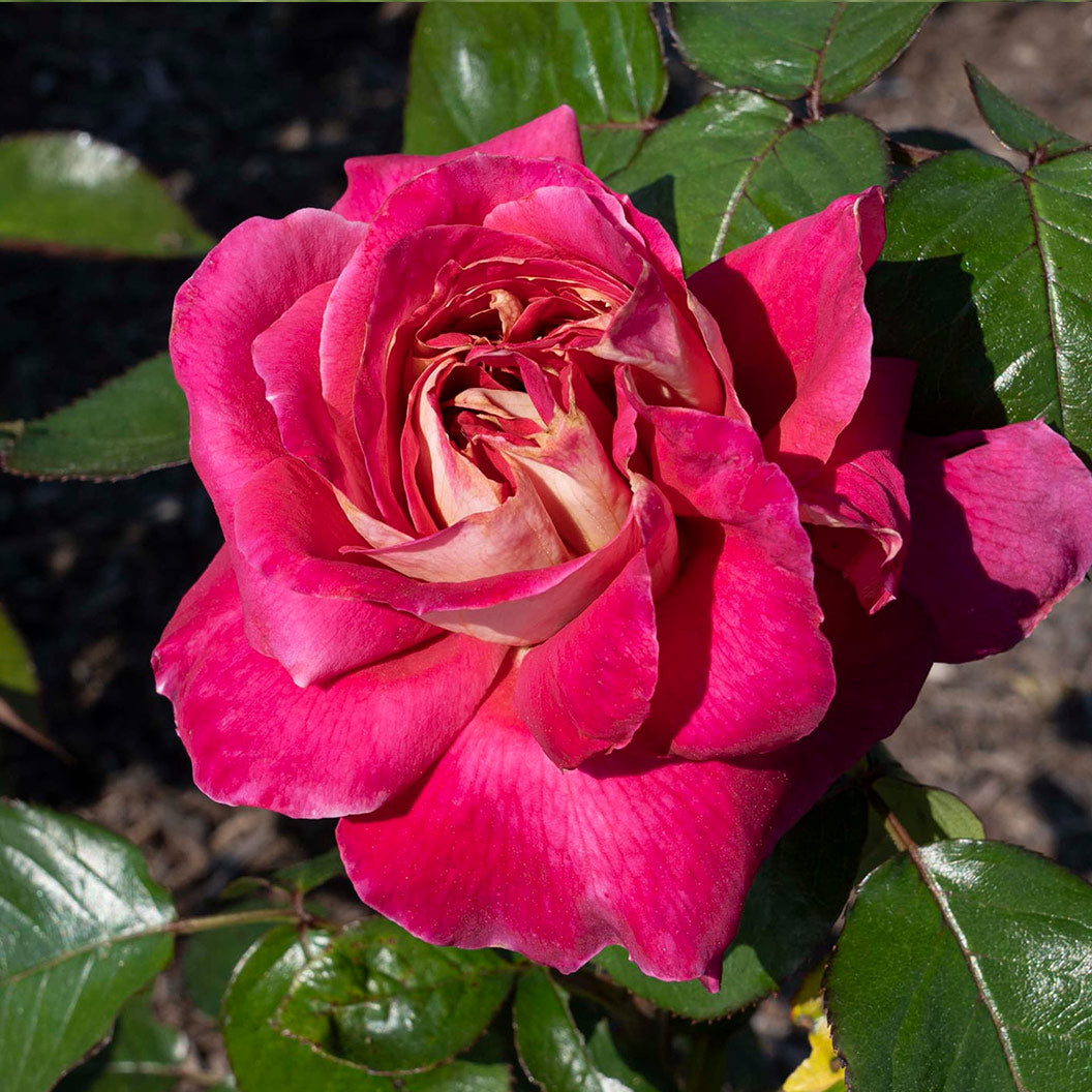 Bloomables® Cherries & Champagne™ Rose - Image 2