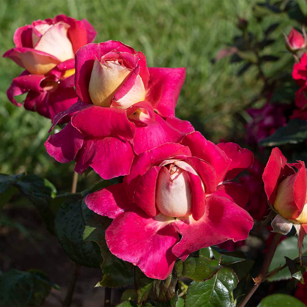 Bloomables® Cherries & Champagne™ Rose - Image 3