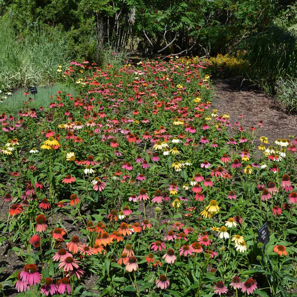 Cheyenne Spirit Echinacea (Coneflower) - Image 2