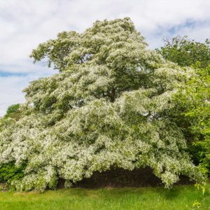 Chinese Fringe Tree