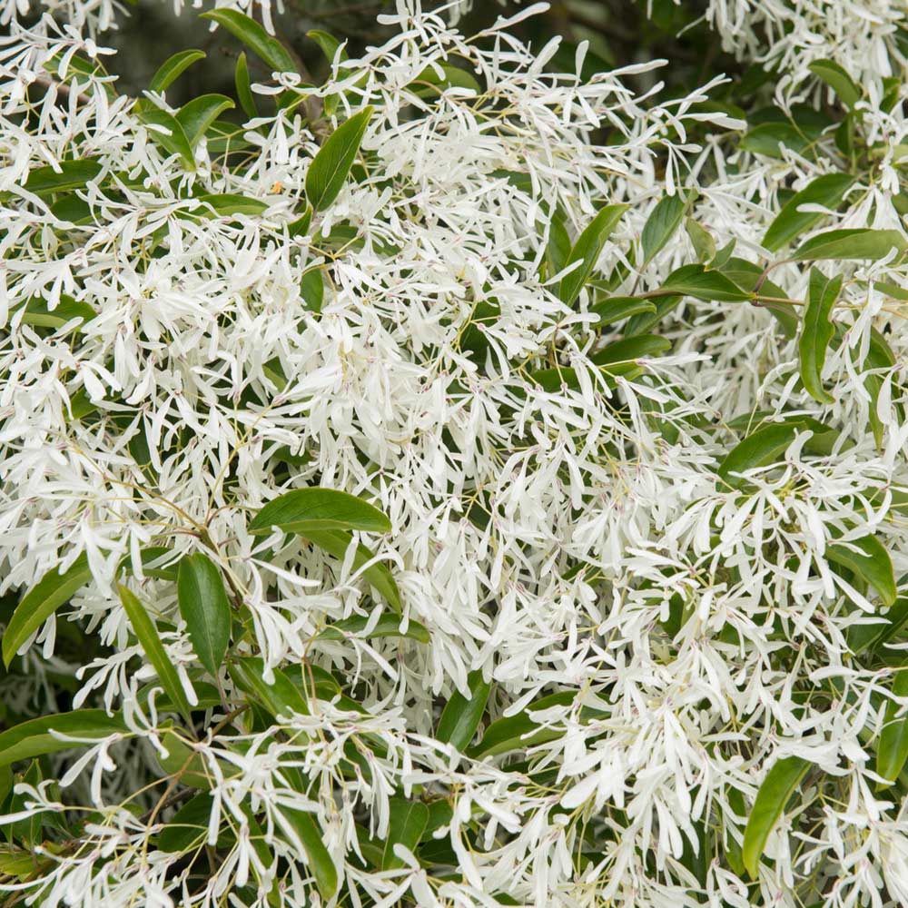Chinese Fringe Tree - Image 2