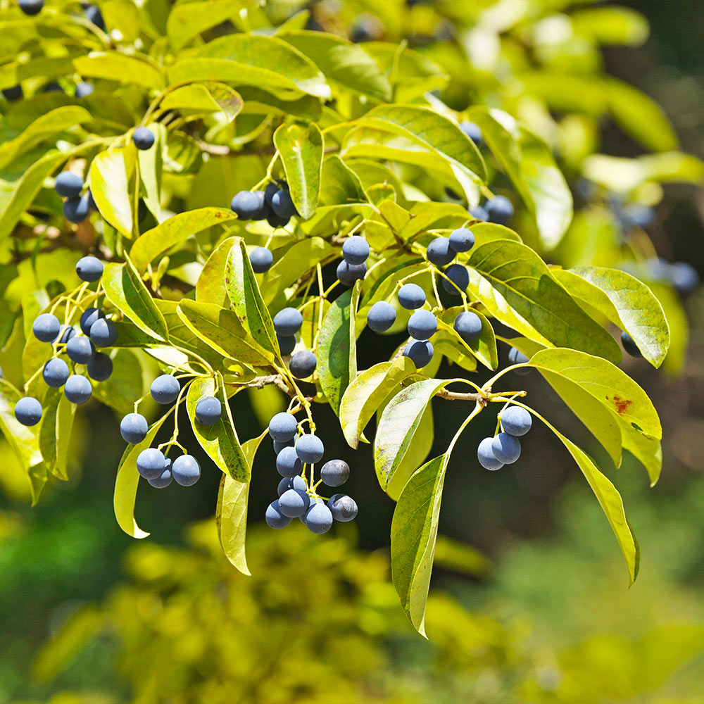 Chinese Fringe Tree - Image 3