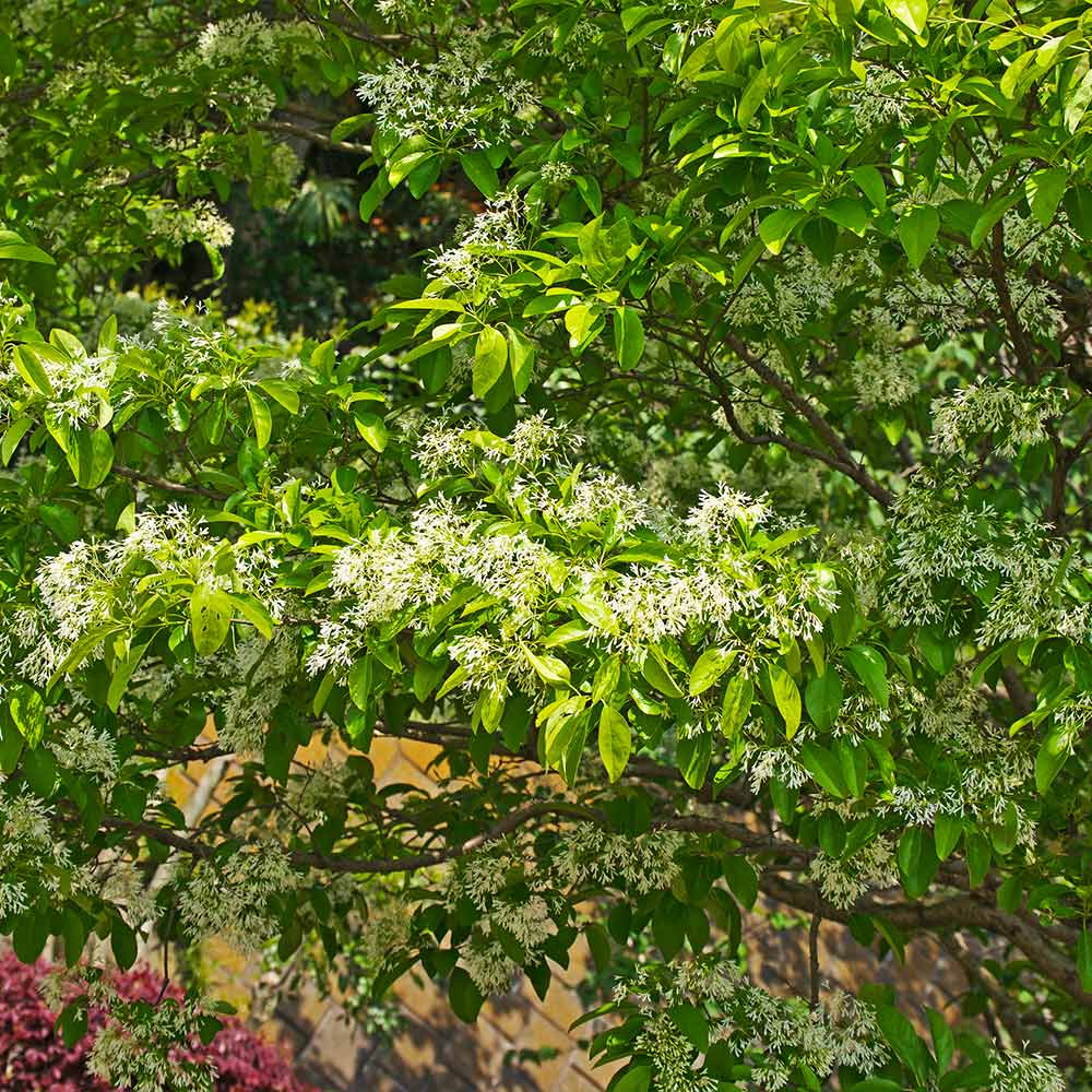 Chinese Fringe Tree - Image 4