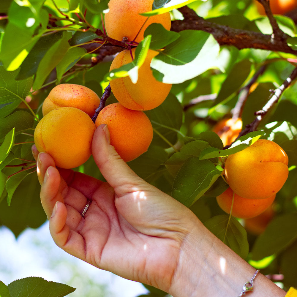 Chinese Mormon Apricot Tree - Image 3