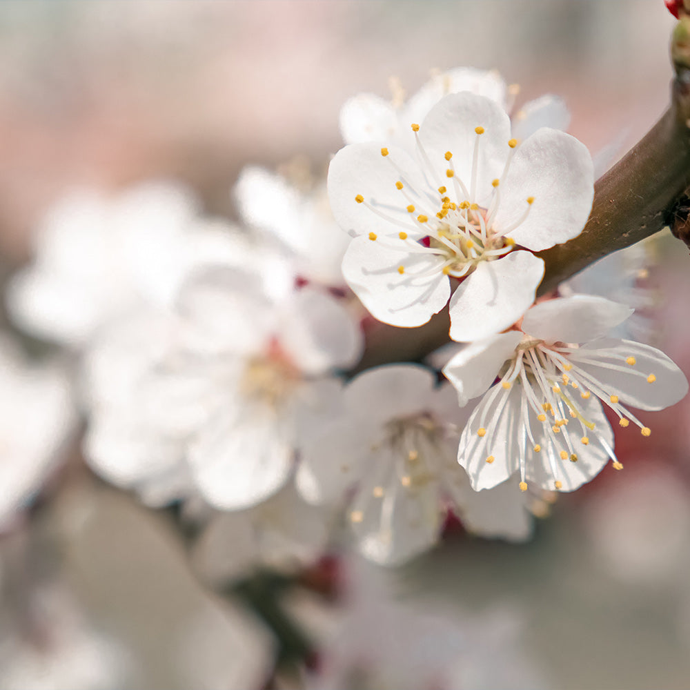 Chinese Mormon Apricot Tree - Image 4