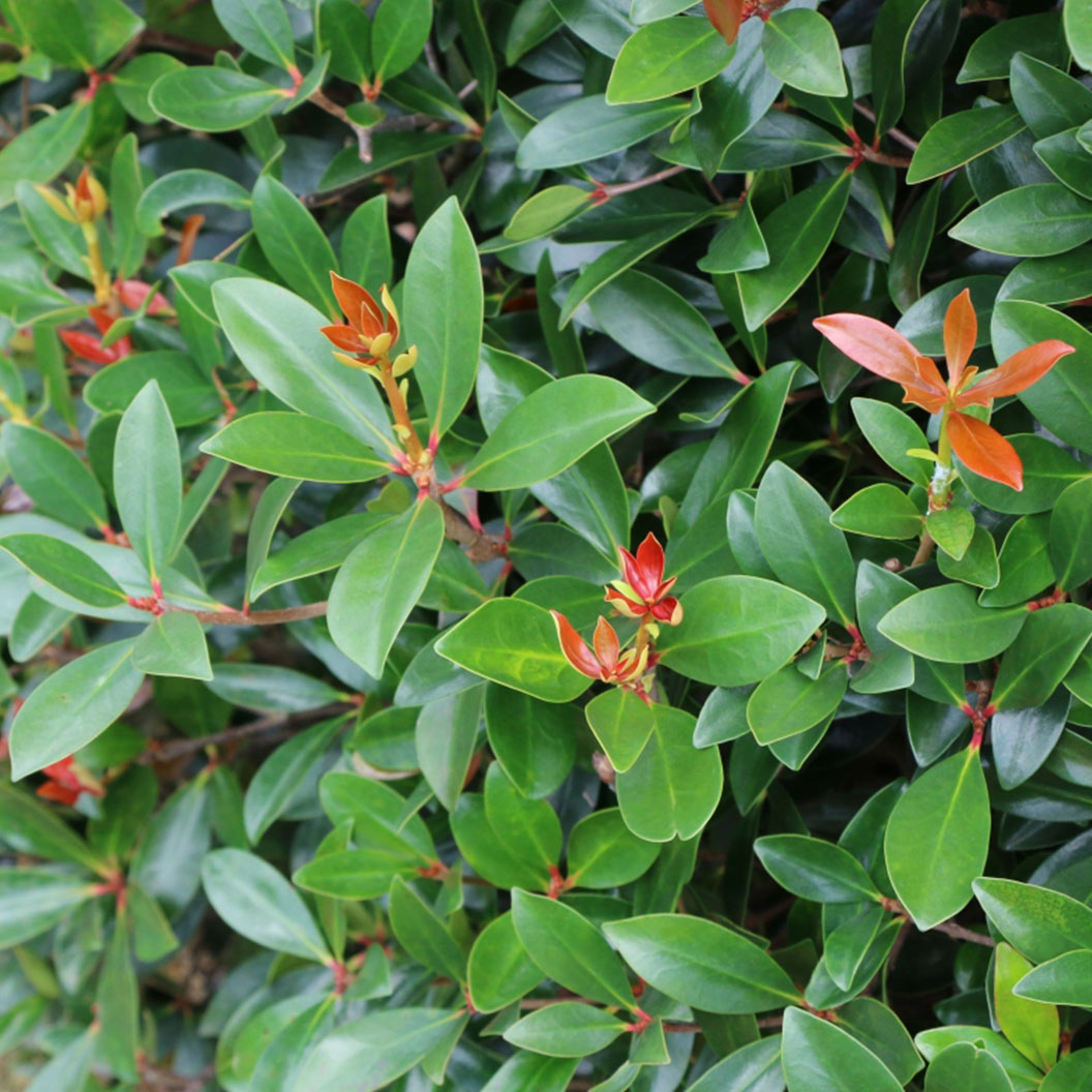 Cleyera Japonica - Image 2