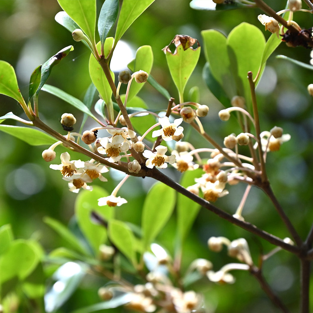 Cleyera Japonica - Image 3