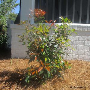Cleyera Japonica