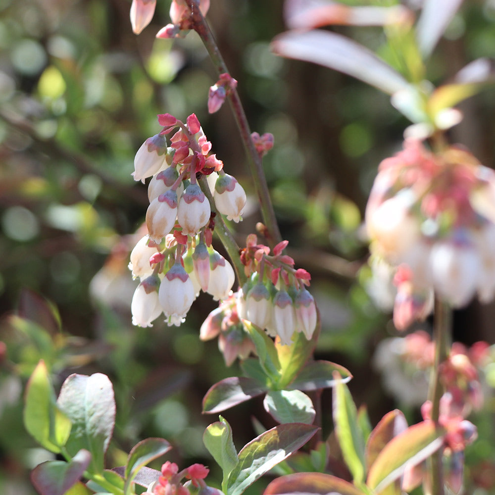 Climax Blueberry Bush - Image 2