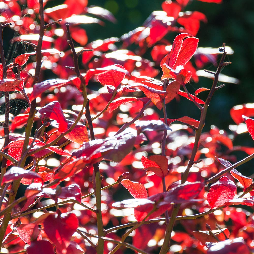 Climax Blueberry Bush - Image 3
